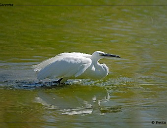 Animali 138